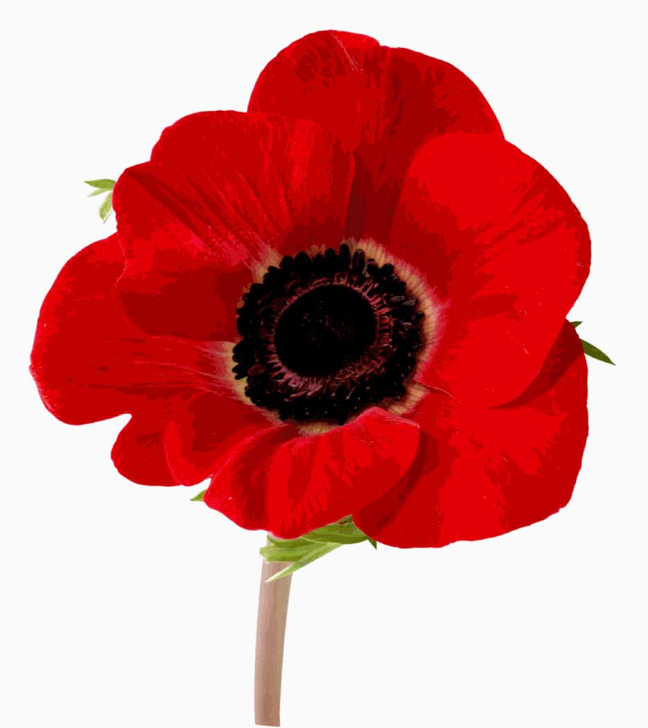 Vimy Poppy